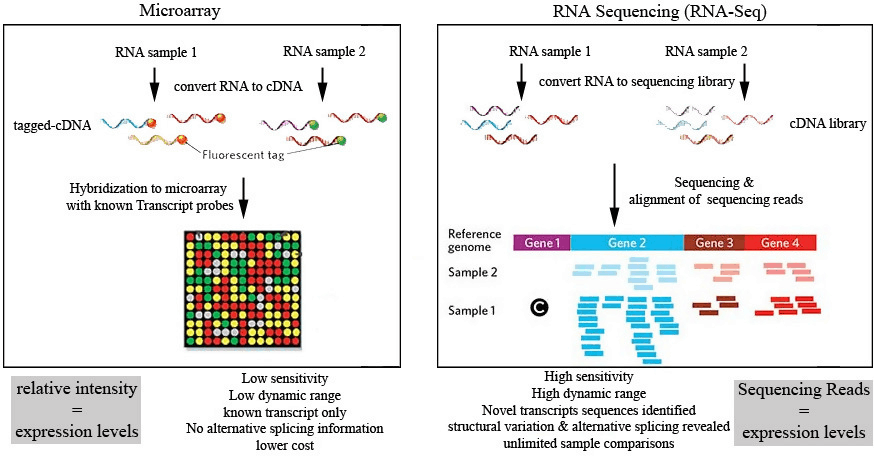 RNA Sequencing Versus Microarray for Gene Studies. Which is Better and ...