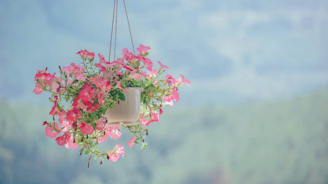 https://digitalhealthbuzz.com/wp-content/uploads/2020/04/pink-petaled-flower-plant-inside-white-hanging-pot-906150-1280x720.jpg