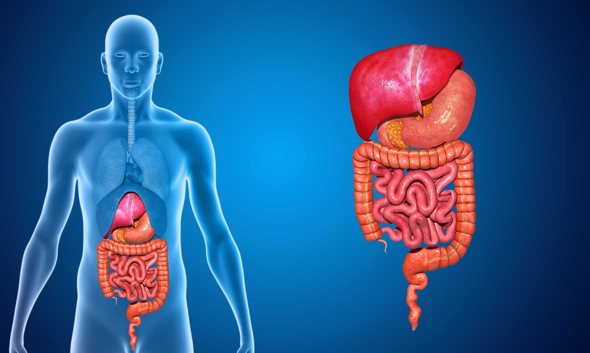 The Digestive System How Our Body Processes The Foods We Eat Digital Health Buzz 2275