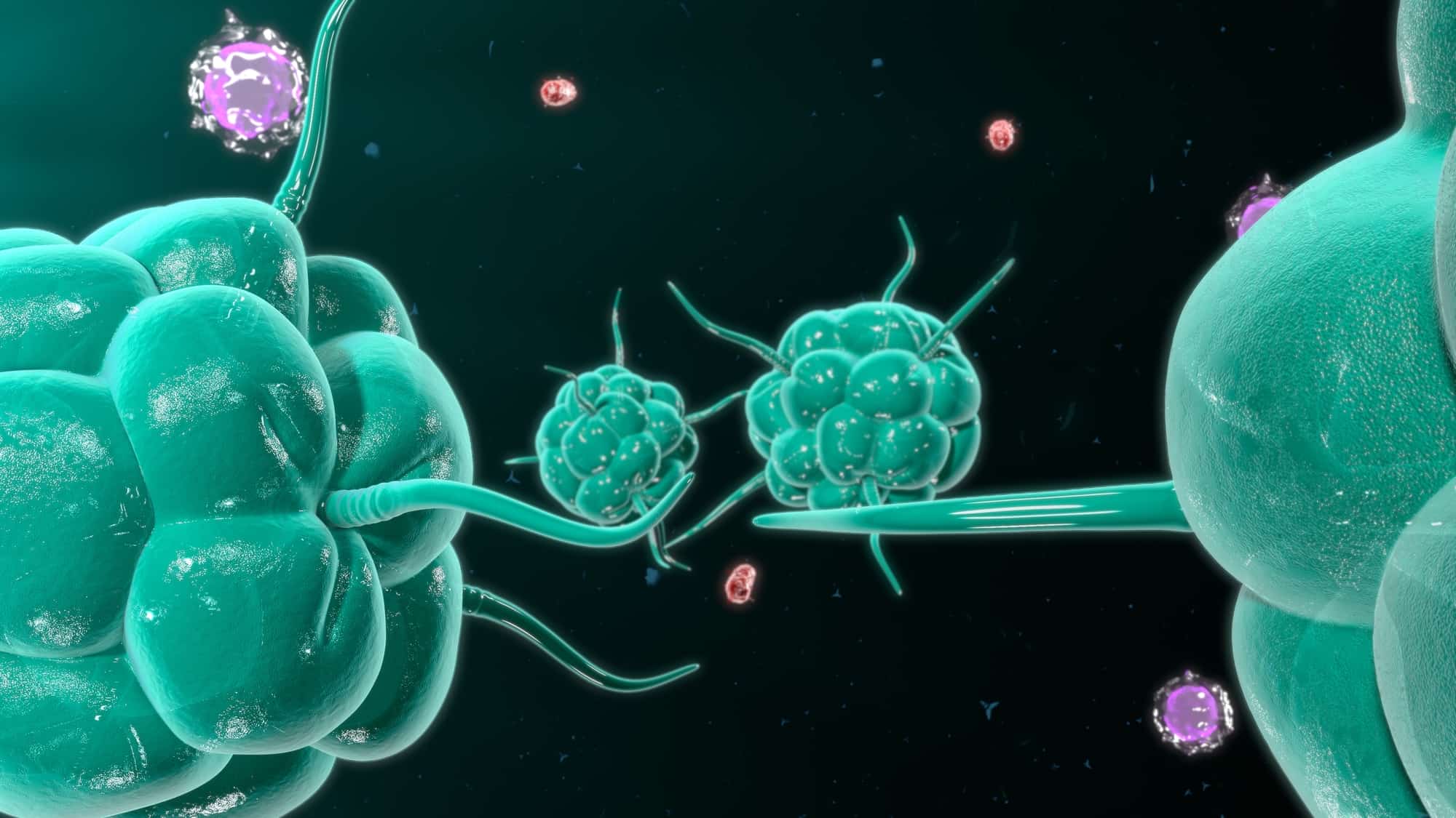 Connection Between Gut Health and the Immune System - Digital Health Buzz!