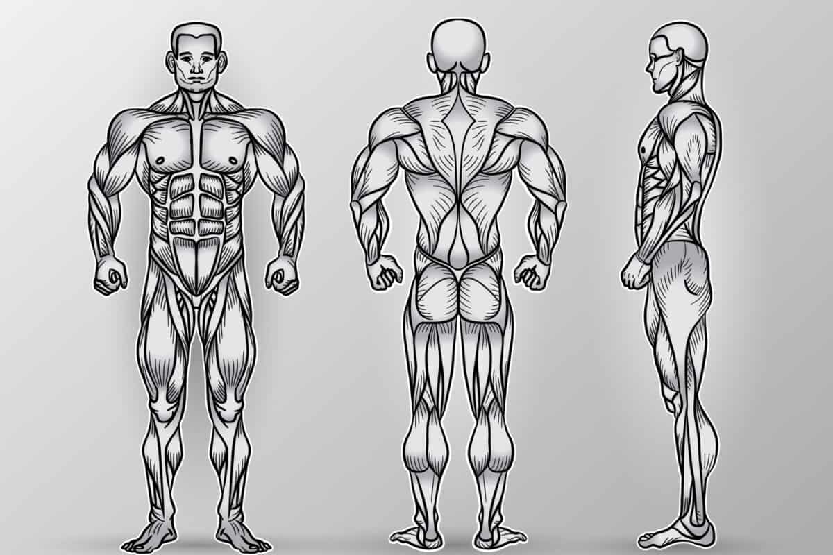 Мышцы человека спереди и сзади рисунок